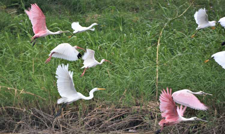 spoonbills and egrets flying